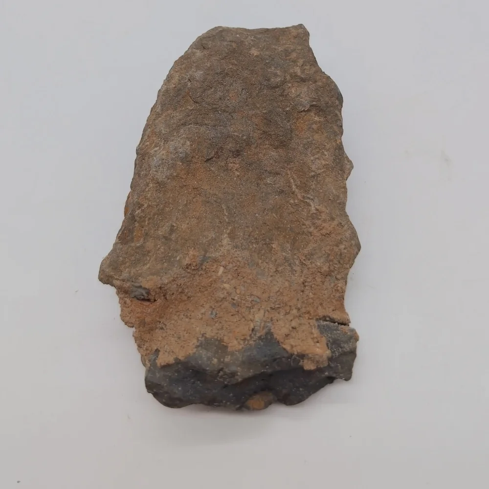 Real Trilobite Fossil 300 Million Years Old Oklahoma Devonian - Picture 3 of 7